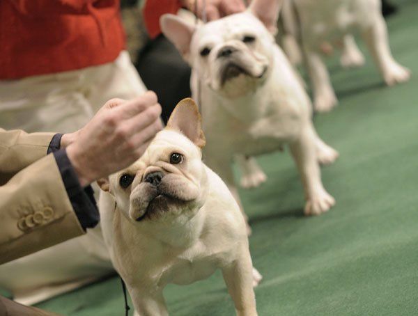 French bull dogs