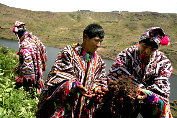 potato pickers