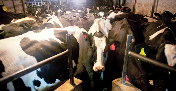 cows