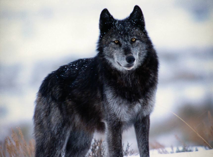 Image result for black wolf