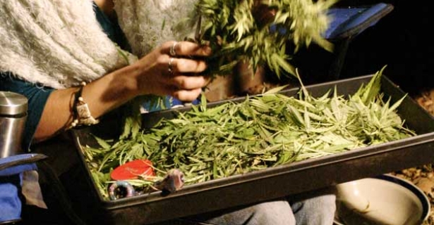 herb fields