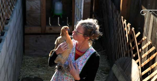 chickens natural fertilizer