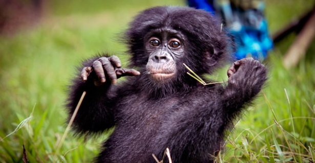 Bonobo