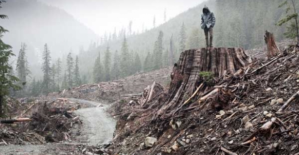 <i>If A Tree Falls</i>