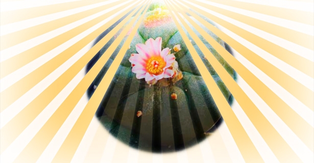 peyote