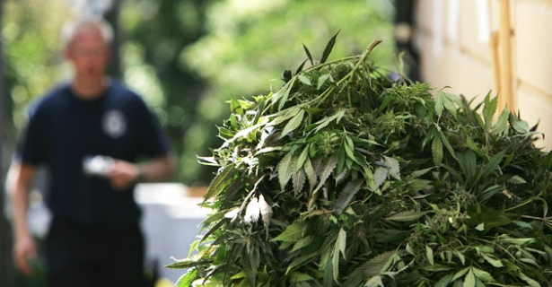 Federal marijuana raid