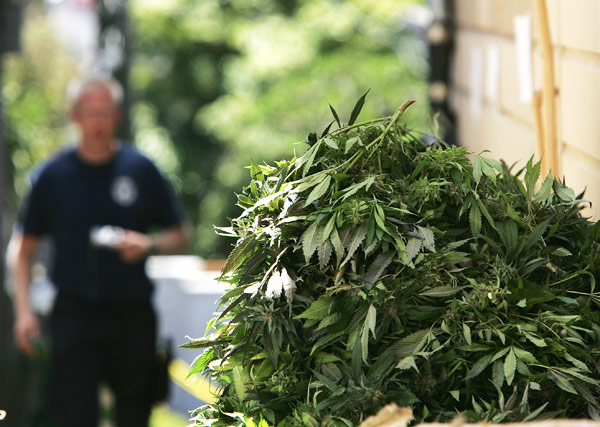 Federal marijuana raid
