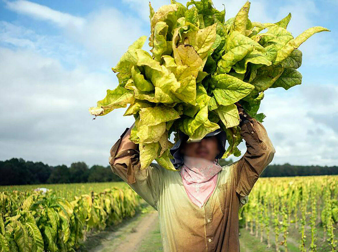 In North Carolina’s Tobacco Fields, Guest Workers Battle the “Green