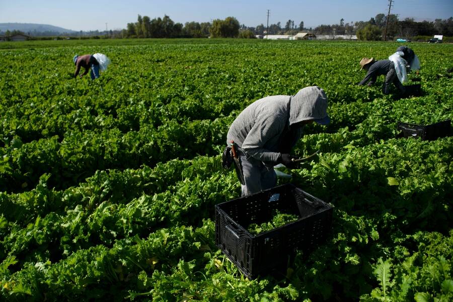 The Climate Crisis Is Coming for Undocumented Farmworkers First - In ...