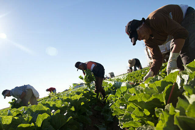 Al Jazeera Documentary Shows Mexican Farmworkers’ Struggles in Historic ...