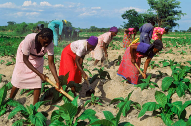 The New ‘Harvest of Shame’: Children Who Pick Tobacco - In These Times