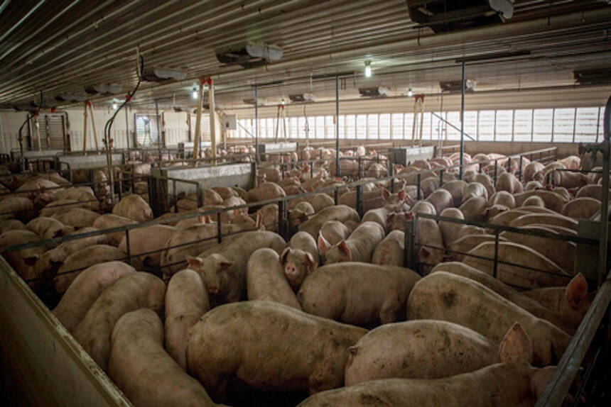 Rural Communities Look to the Past to Defeat the Industrial Agriculture of the Present - In These Times Rural Communities Look to the Past to Defeat the Industrial Agriculture of the Present - In These Times