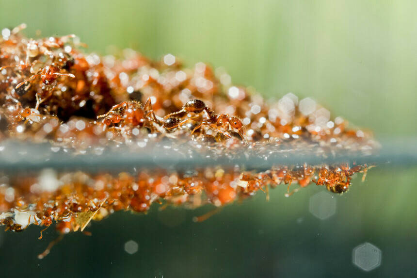 A Biologist And Systems Engineer Explains How Fire Ants Organize ...