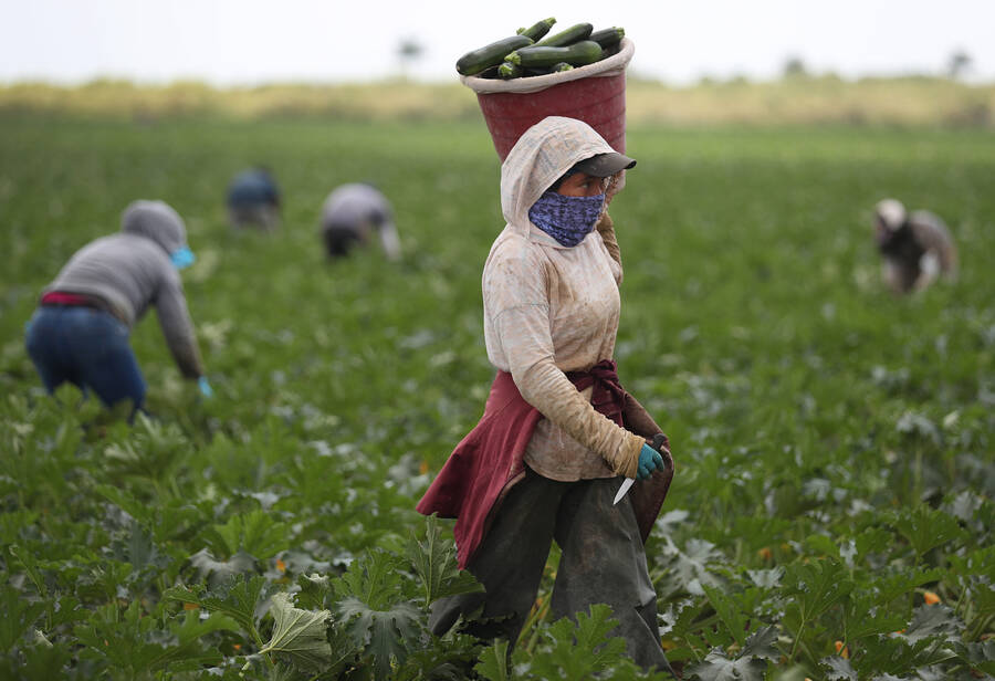 Agricultural Workers Lose Millions Of Dollars Each Year To Employer Wage Theft In These Times 