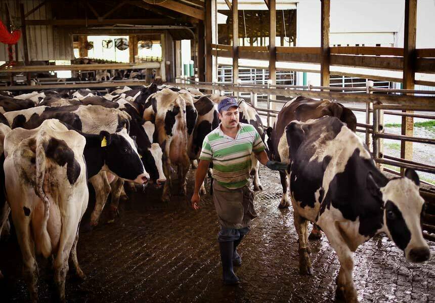 The One Thing Worse Than Big Dairy's Abuse of Cows? Its Abuse of Workers. -  In These Times