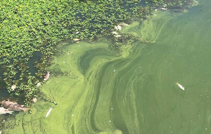 Toxic Algae Blooms are Occurring More Frequently and Lasting Longer ...