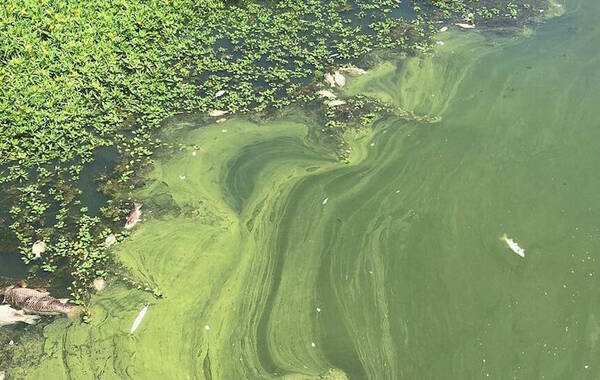 Toxic Algae Blooms are Occurring More Frequently and Lasting Longer ...