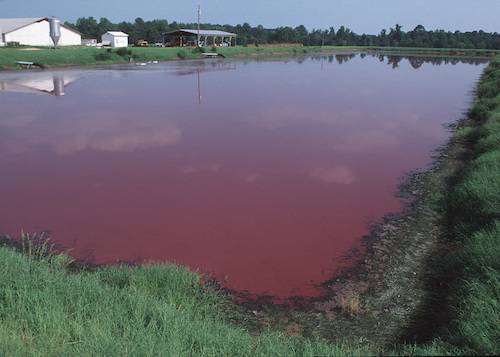 Manure lagoons, such as this one from North Carolina, are filled with excrement from concentrated animal feeding operations and can lethally contaminate water sources.