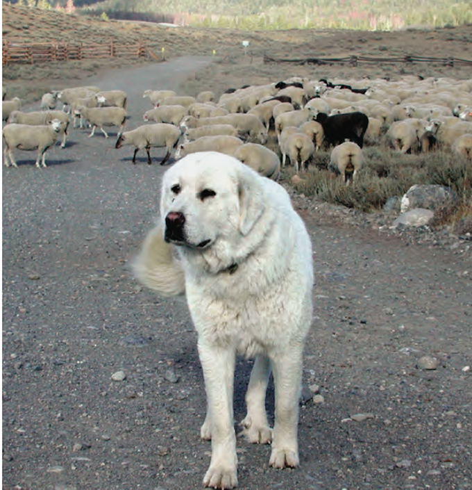 can a great pyrenees kill a wolf